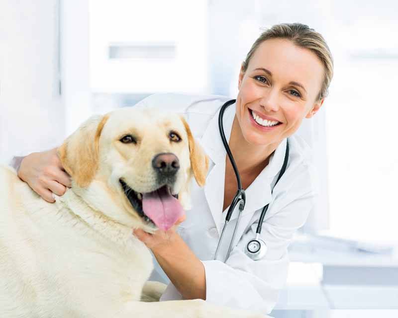 Tierärztin untersucht jungen Hund.
